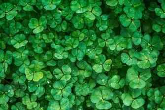 Clover Plant Green Photo On