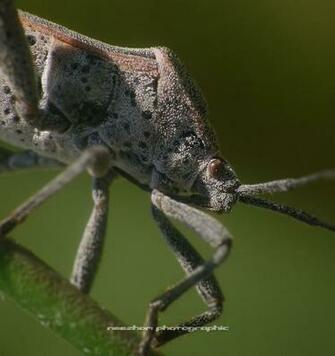 Green Shield Bug Pepijat Perisai Hijau Atau