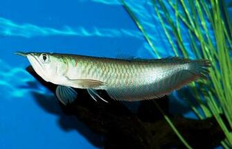 Freshwater Fish Wallpaper HD In Animals Imageci