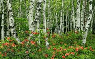 Forest Trees Green Birch Tree