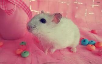 Hamster Wallpaper