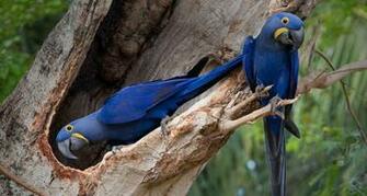 Hyacinth Macaw Wallpaper Macaws In A Tree