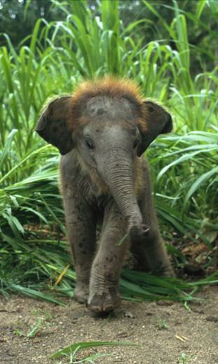 Androidware Net Baby Animal Wallpaper Html