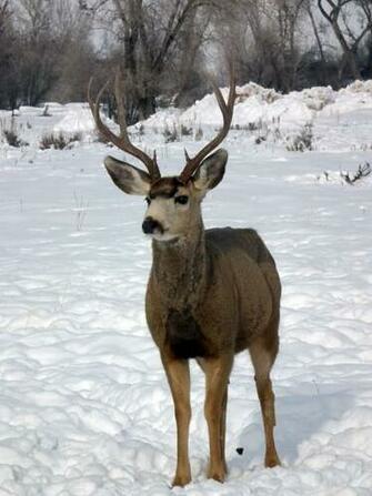 Deer Hunting Wallpaper Puter Thediyhunter Funny