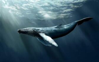 Whale Wallpaper Modern 4k Ultra HD Pics Lanlinglaurel