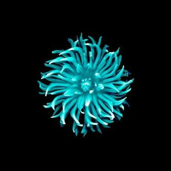 Inverted Ios Flower Wallpaper By Dangitjohnson