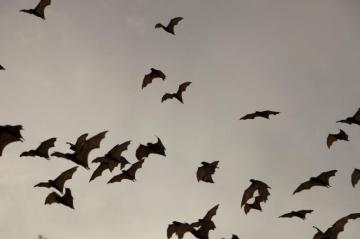 Bat Week An Opportunity To Separate Fear From Fact Texas A M Today