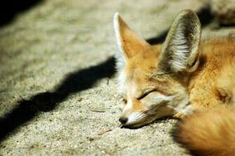 Baby Fennec Fox Wallpaper Gallery