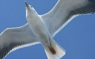 White Seagull