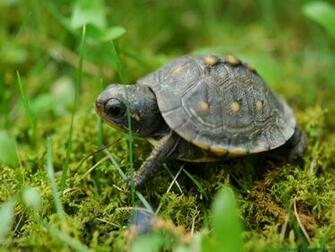Turtle Wallpaper
