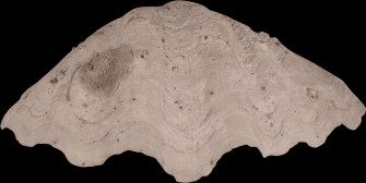 Clam Shell Texture Wallpaper