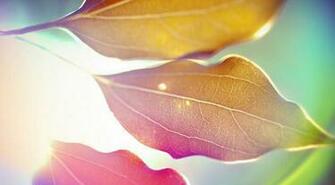 Rainbow Colours Of Sunshine Abstract Wallpaper