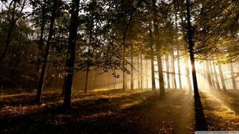 Source Url Wallpoper Wallpaper Mystical Forest Ii