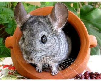T L Chargement Du Fond D Cran De Rongeurs Chinchilla En