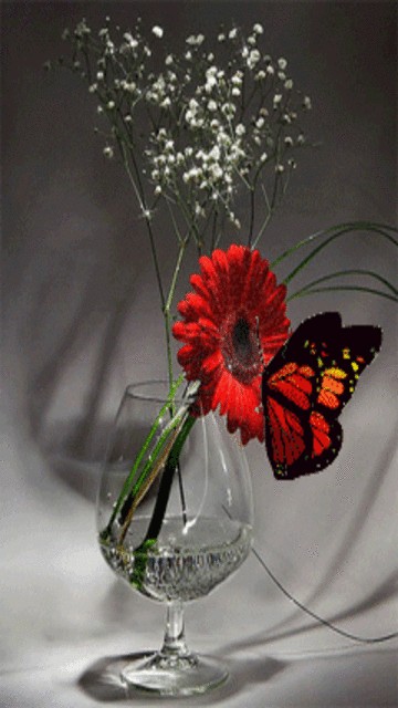 Butterfly Screensaver Wallpaper360x640 Wallpaper