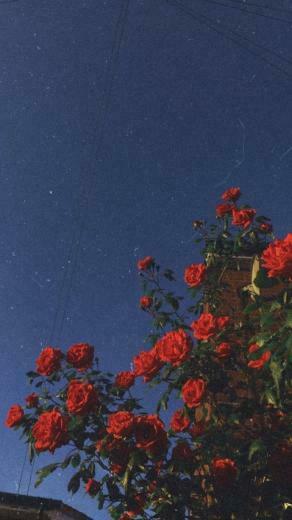 Red Roses Love Style Aesthetic iPhone Wallpaper