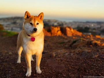 Shibe On Beach Doge Wallpaper Desktop Background
