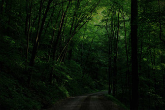 Dark Green Forest Background Wallpaper