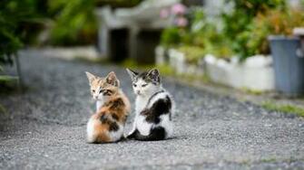 Two Cute Cat Wallpaper HD Screen