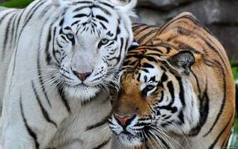Amour De Tigre Du Bengale Wallpaper