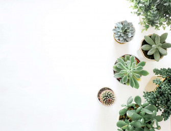 Minimalist Plant Desktop Wallpaper