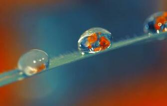 Wallpaper Drops Macro Rosa Background Widescreen