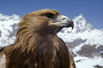 Animal Planet Wallpaper