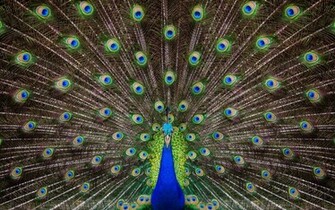 Exotic Peacock Wallpaper HD S