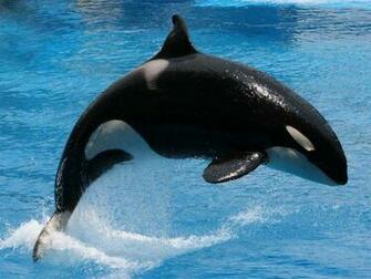 Shamu Wallpaper