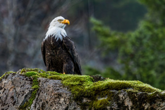 Majestic Bald Eagle Wallpaper