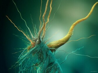Bacteria Wallpaper Jpg