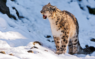 Snow Leopard Full HD Wallpaper And