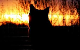 Cat Silhouette Sunset Fence Mood Wallpaper
