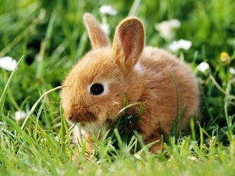 Animals Beautiful Sweet Funny Cute Easter Bunny High Quality