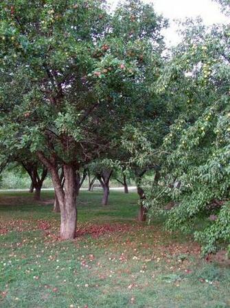 Apple Tree Orchard Background By Fantasystock