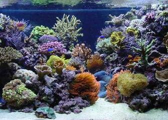 Tank Of The Month Mar Reef Central Online Community