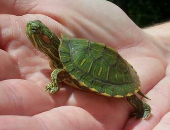 Angie Kay Dilmore Baby Turtle Finds A Home