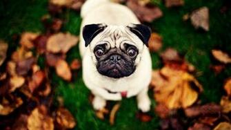 Cute Pug Wallpaper