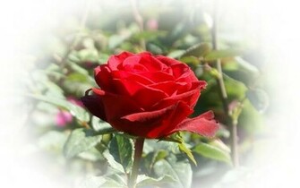 Beautiful Red Roses Wallpaper Rose