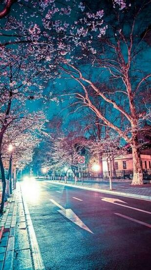 Side Street Pink Trees Wallpaper Autumn Fall Plants And