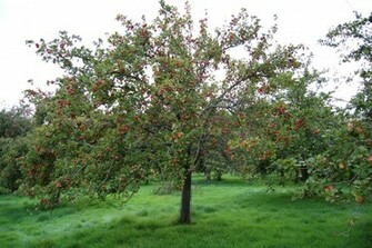 Lovely Autumn Apple Tree Ashridge Cider