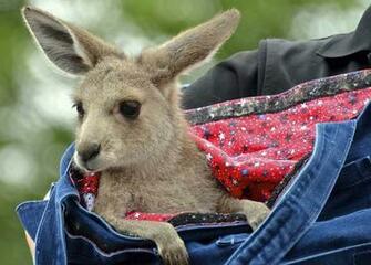Baby Kangaroo Pictures HD Wallpaper And