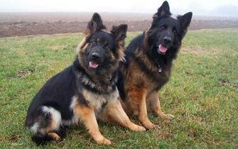 Top German Shepherd Dog Wallpaper For Desktop Amp Mobile
