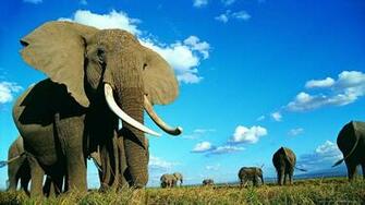 iPhone Blackberry iPad Elephant Herd Screensaver For Kindle3 And Dx