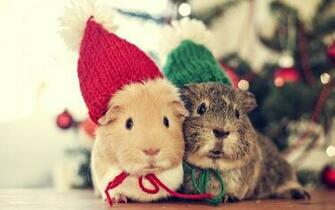 Guinea Pig Computer Wallpaper Desktop Background Id