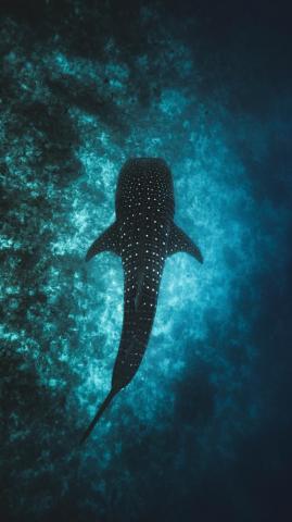 Shark Wallpaper HD Hq