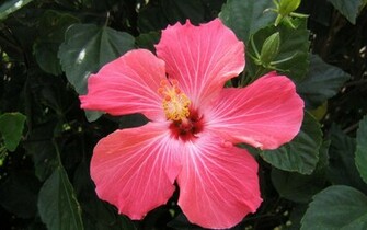 Exotic Flowers