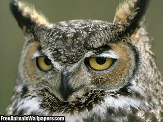 Owls Owl