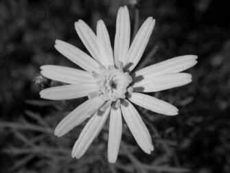 Daisy Black And White HD Wallpaper In Flowers Imageci