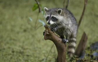 Superior Wallpaper Elegant Raccoon Background